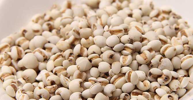 Herb of the Month: Yi Yi Ren (Job's tears) image