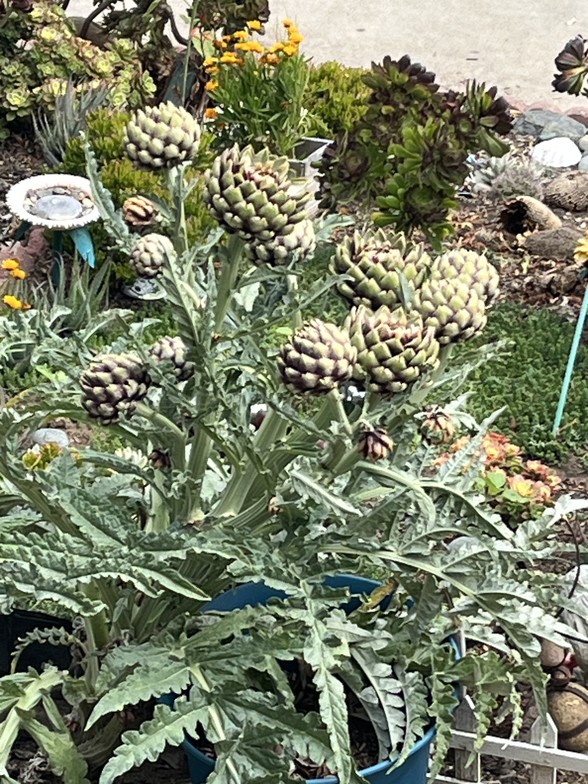 Picture of Dr. Kim Drolet's garden with homegrown artichokes heads. These are the buds of the flower. 