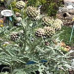 Picture of Dr. Kim Drolet's garden with homegrown artichokes heads. These are the buds of the flower. 