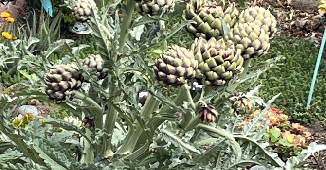 Artichoke - Food as Medicine image