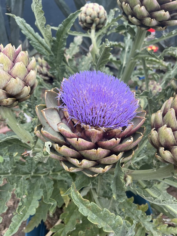 Picture of Dr. Kim Drolet's garden with homegrown artichokes once flowered purple.