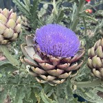 Picture of Dr. Kim Drolet's garden with homegrown artichokes once flowered purple.