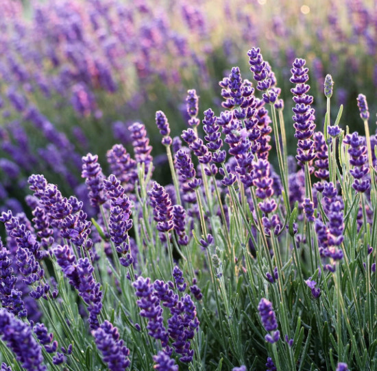 Lavender flowers, which is where lavender essential oil comes from