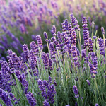 Lavender flowers, which is where lavender essential oil comes from