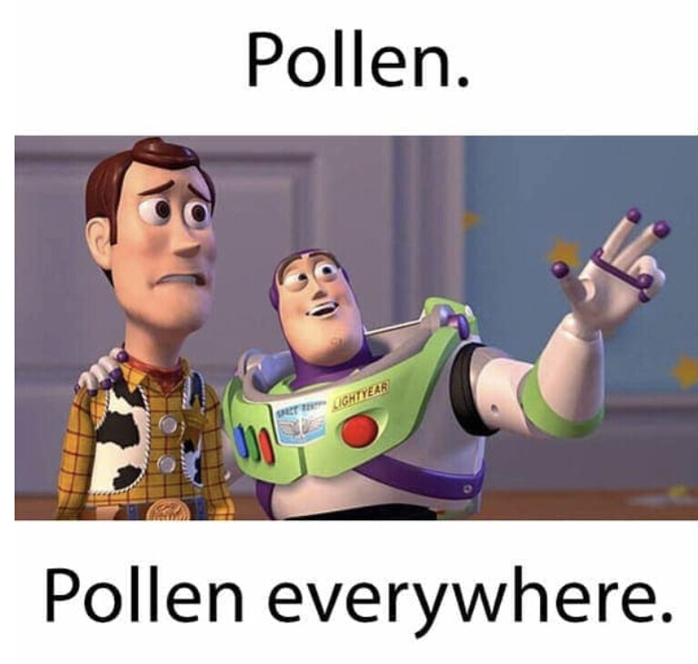 Seasonal Allergies Pollen meme